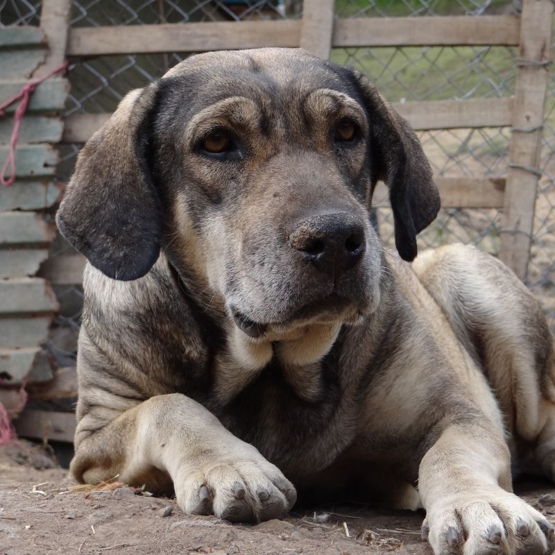 Rescate y atención veterinaria a animales vulnerables