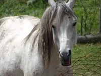 Animal rescatado
