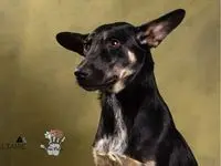 Animal rescatado