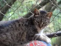 Animal rescatado