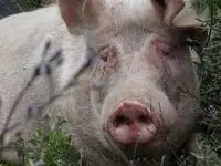 Animal rescatado