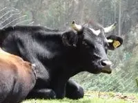 Animal rescatado