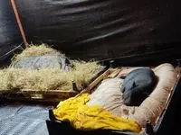 Animal rescatado