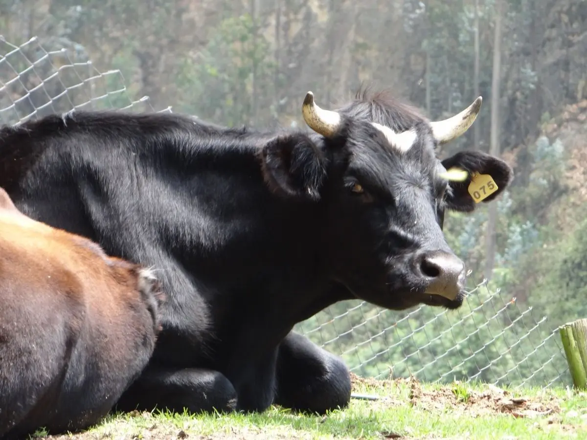 Animales de granja buscando padrinos