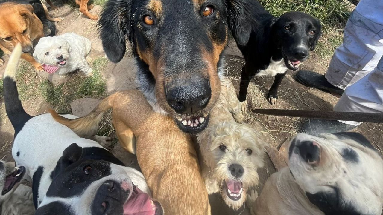 Rescate animal - Historia de transformación